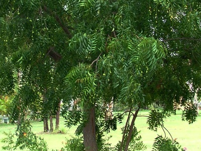 Nimba_strom_neem_tree_2.jpg