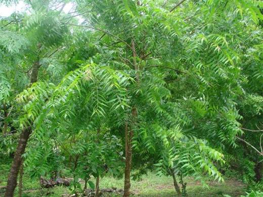 Nimba_strom_neem_tree_3.jpg