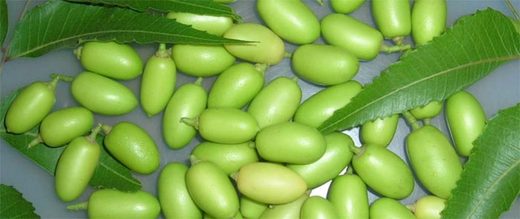 Nimbove_plody_Neem_Seeds_1.jpg