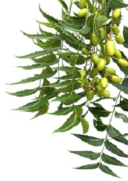Nimbove_plody_Neem_Seeds_2.jpg