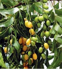 Nimbove_plody_Neem_Seeds_3.jpg
