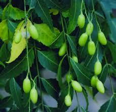 Nimbove_plody_Neem_Seeds_4.jpg