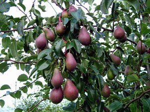 Nimbove_plody_Neem_Seeds_5.jpg