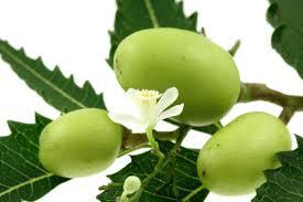 Nimbove_plody_Neem_Seeds_6.jpg