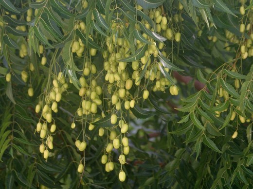 Nimbove_plody_Neem_Seeds_7.jpg