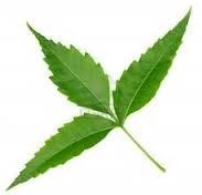 Nimbovy_list_Neem_leaf_1.jpg