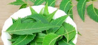 Nimbovy_list_Neem_leaf_3.jpg