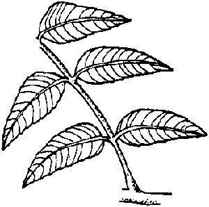 Nimbovy_list_Neem_leaf_4.gif