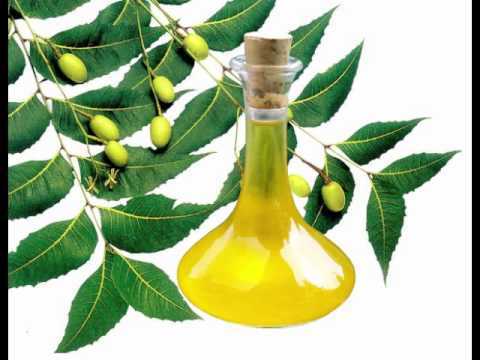 Nimbovy_olej_neem_oil_4.jpg