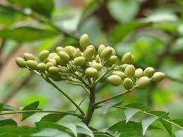 Nimbovy_olej_neem_oil_6.jpg